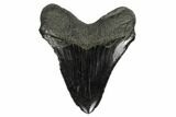 Serrated, Fossil Megalodon Tooth - South Carolina #173807-1